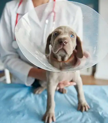 Jornada de Esterilización MOCA Panamá