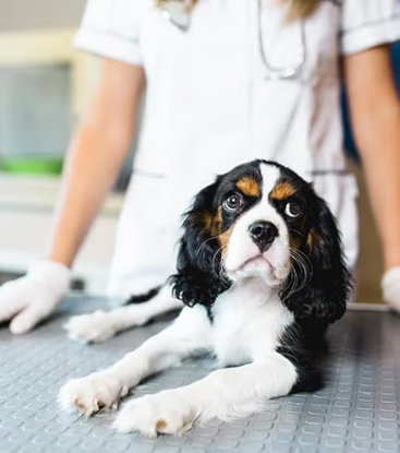 Jornada de Esterilización MOCA Panamá