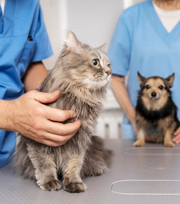 Jornada de Esterilización MOCA Panamá